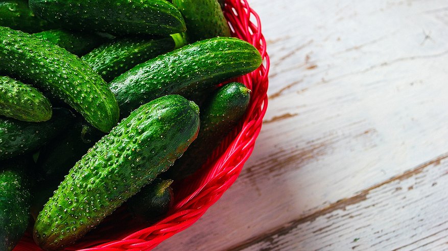 Главная картинка новости: Замучает плодоносить: этот ранний огурец увешан плодами сверху донизу, словно гирляндой — накормит все село