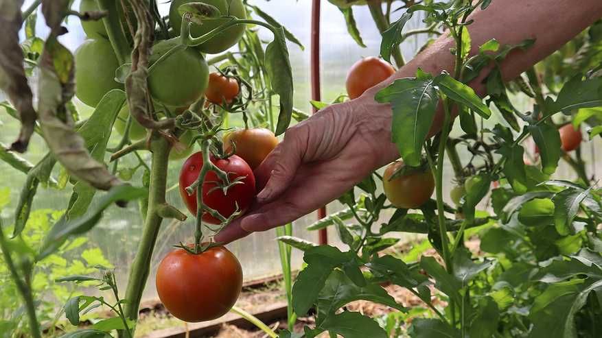 Главная картинка новости: Посадила и забыла: вкуснющие томаты не требуют пасынкования и подвязки — не сорт, а чудо