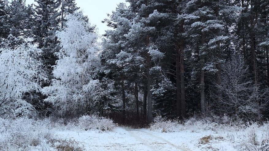 Главная картинка новости: В Коми основные лесообразующие сосновые и еловые породы отнесены к "здоровой" категории