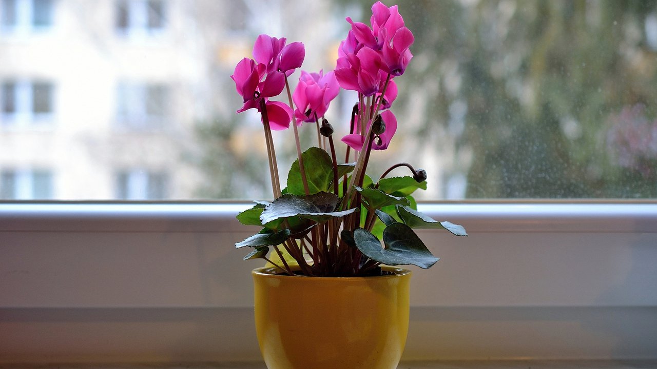 Главная картинка новости: Всего одну щепотку в горшок — и бутоны герани лезут даже на молодых черенках, а листва не пожелтеет