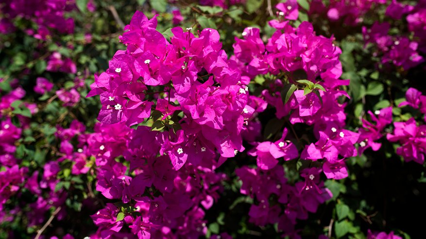 Главная картинка новости: Петунии и пионы в пролете: аромат этого многолетника на несколько км в округе – растет даже в тенистых местах