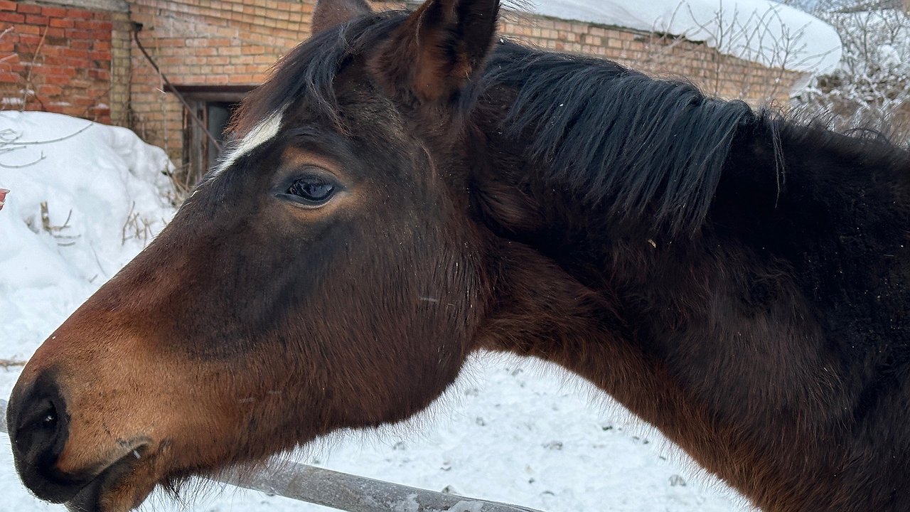 Главная картинка новости: Наука на службе села: в Коми спасают редкие породы животных
