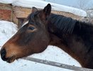 Наука на службе села: в Коми спасают редкие породы животных