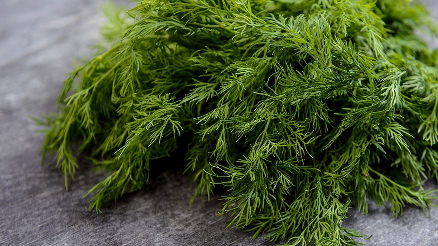 Главная картинка новости: Секрет раскрыт: нужно ли мыть укроп и петрушку - запомните раз и навсегда