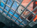 Почти миллион: жители Коми продолжают сбор на новое помещение для травмированных кошек