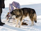 В Коми с начала года от укусов животных пострадали 252 человека