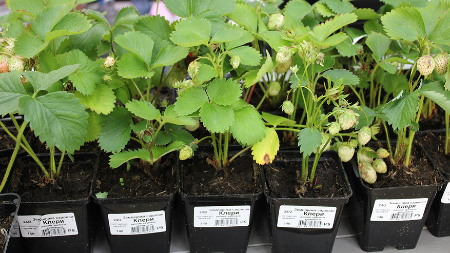 Главная картинка новости: 1 ложка на 1 литр — и рассада будет крепче дуба: крепкая и коренастая