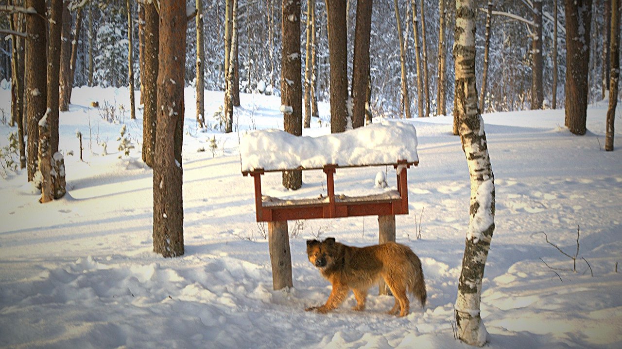 Главная картинка новости: В городе Коми появилась первая площадка для выгула собак после вмешательства прокуратуры