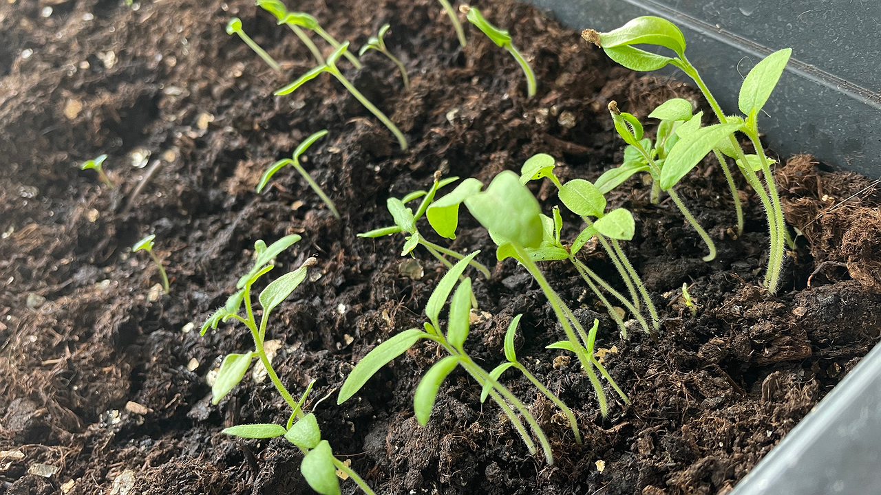 Главная картинка новости: Льем это в перцы и томаты - и через три дня получаем мощную и здоровую рассаду: лайфхак от известного дачника