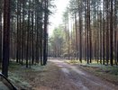 Лесные долги Коми: Минприроды взялось за неплательщиков