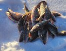 Усинца оштрафовали за незаконный вылов язя в реке Печора