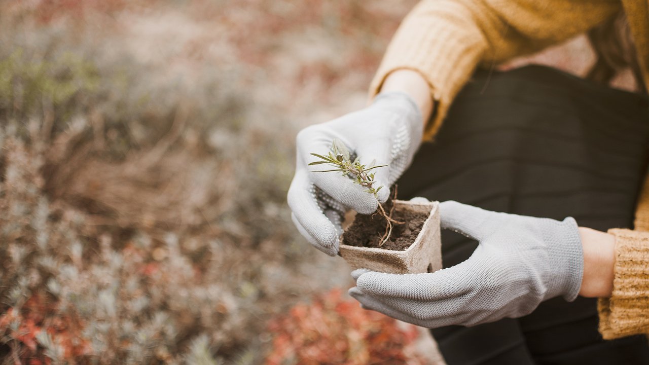 Главная картинка новости: Лучше бархатцев: сажаем под яблоней 3 невысоких кустика — муравьи с тлей все лето обходят дерево за километр