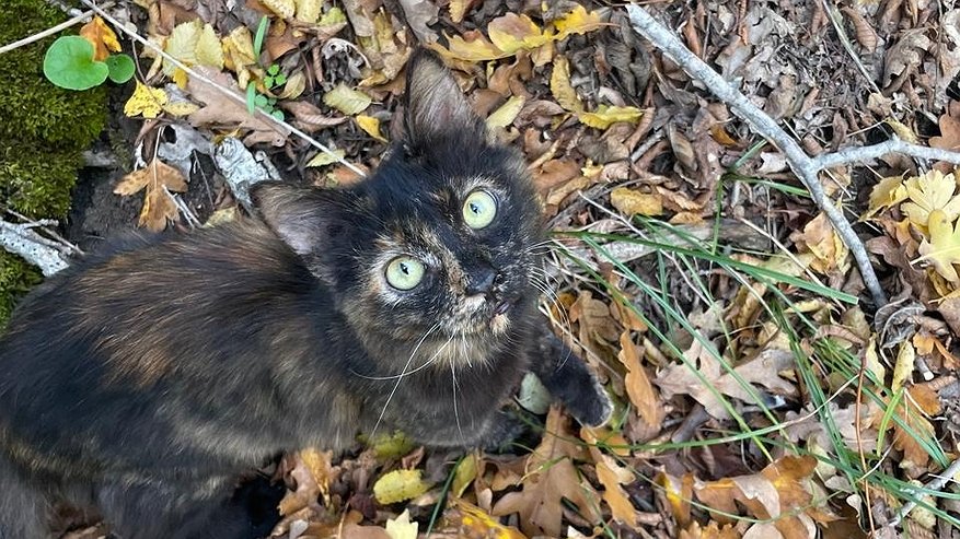 Главная картинка новости: Бесплатное исследование клещей в Коми: забота о здоровье жителей остается приоритетом