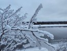В Коми на дереве сидел мужчина, ему вызвали спасателей