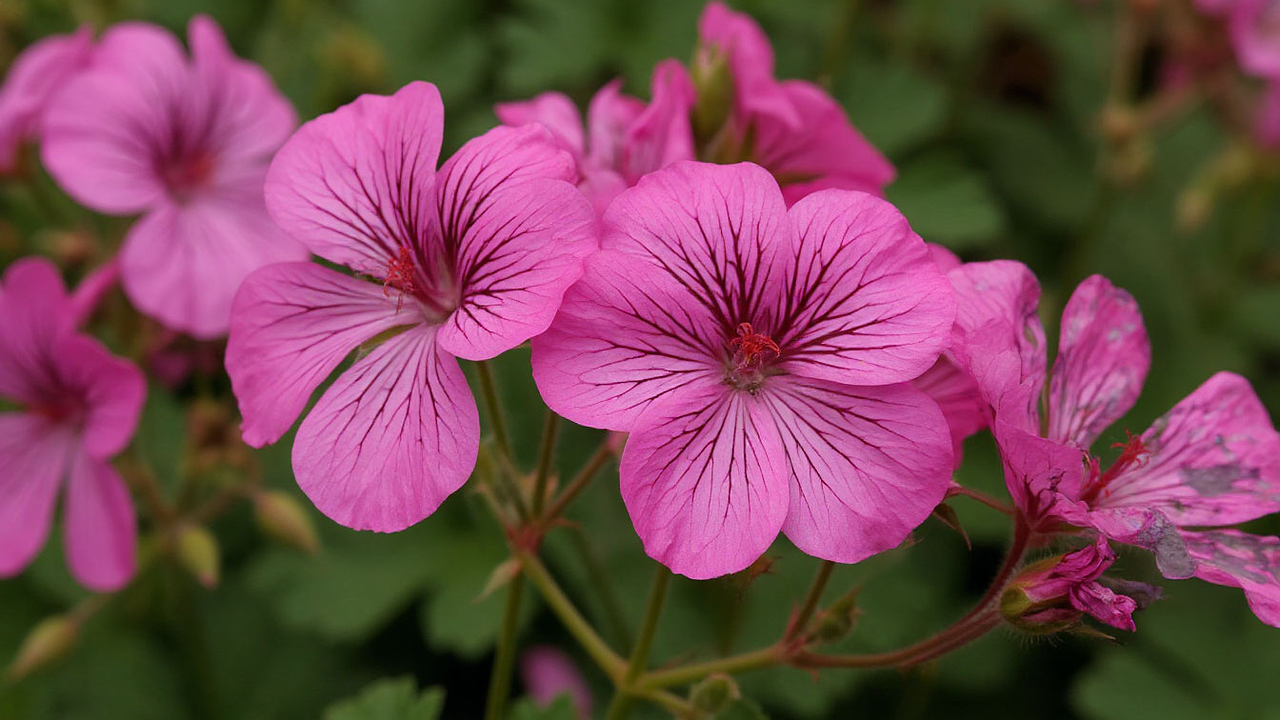 Главная картинка новости: Для красивого цветения герани — обязательно: 2 ампулы под корешок — и пеларгония шикарнее шапки Мономаха