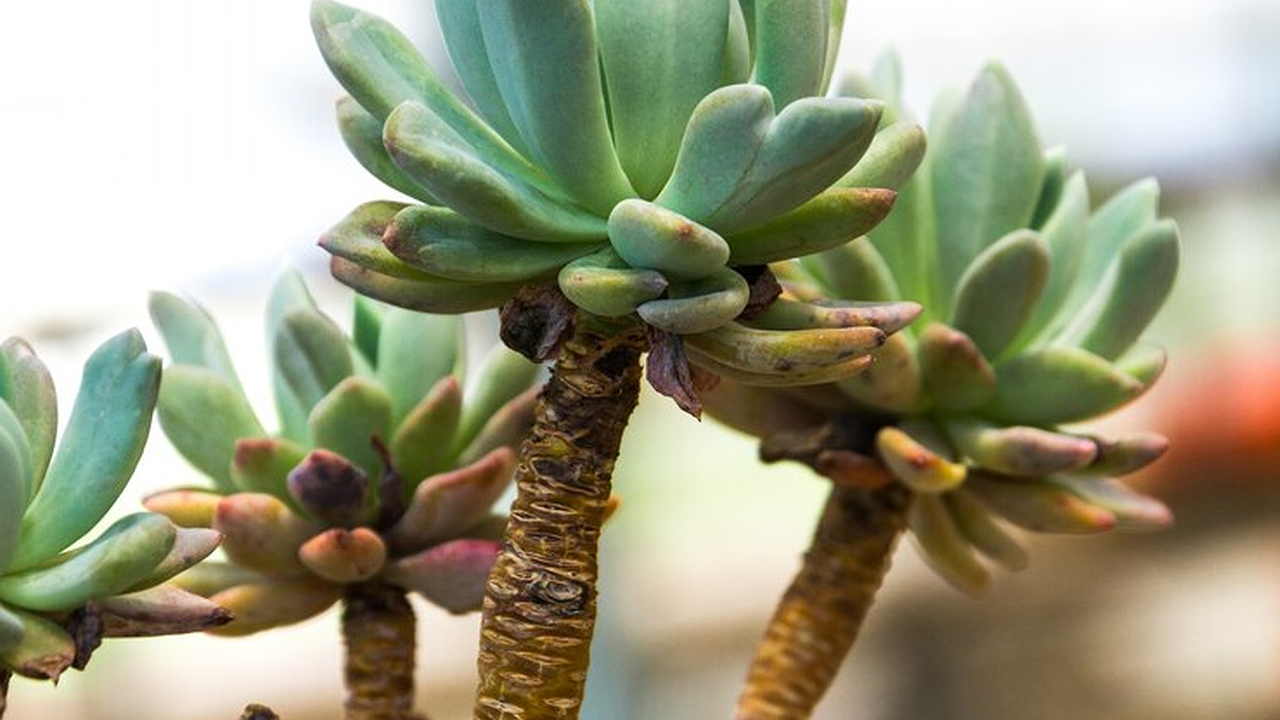 Главная картинка новости: Для насыщения листов толстянки — первым делом: 1 стакан в горшок — и суккулент мясистый и "жирненький" 