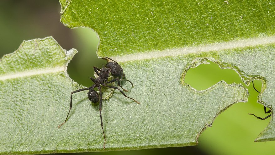 Главная картинка новости: Берем пустой тюбик от зубной пасты – и спасаем урожай от вредителей: главный помощник всех дачников и огородников