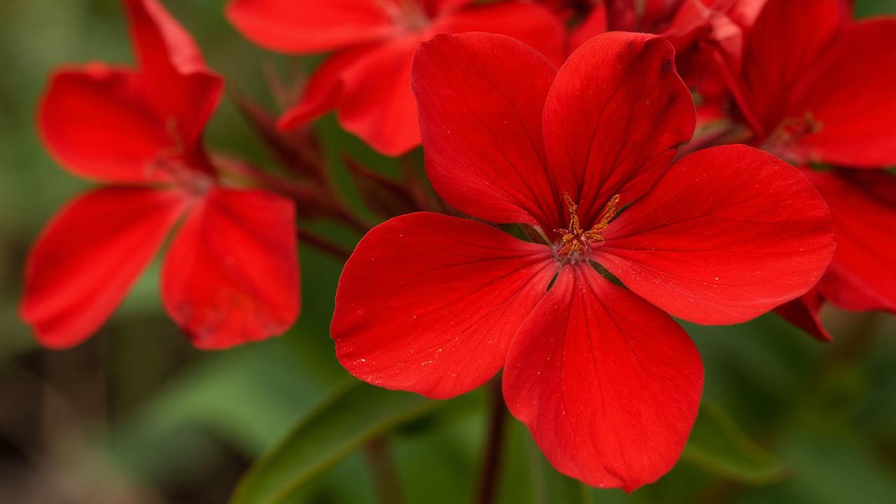 Главная картинка новости: Даже листьев не видно: великолепный многолетник заполнит весь сад пышными алыми шапками - цветет до осени без остановки