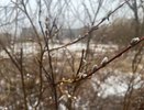 Апрельская неожиданность: Усинск встречает середину недели ливневым снегом