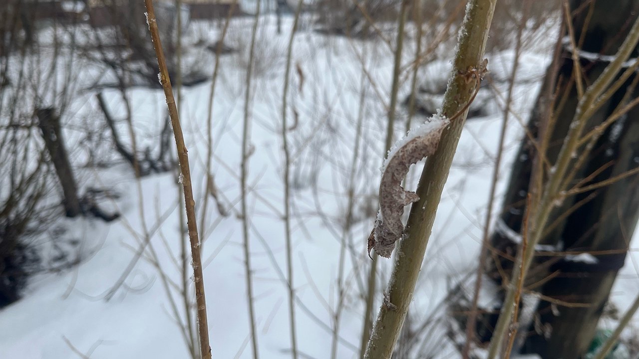 Главная картинка новости: Клещи активизировались в Коми: число обращений за медпомощью растет