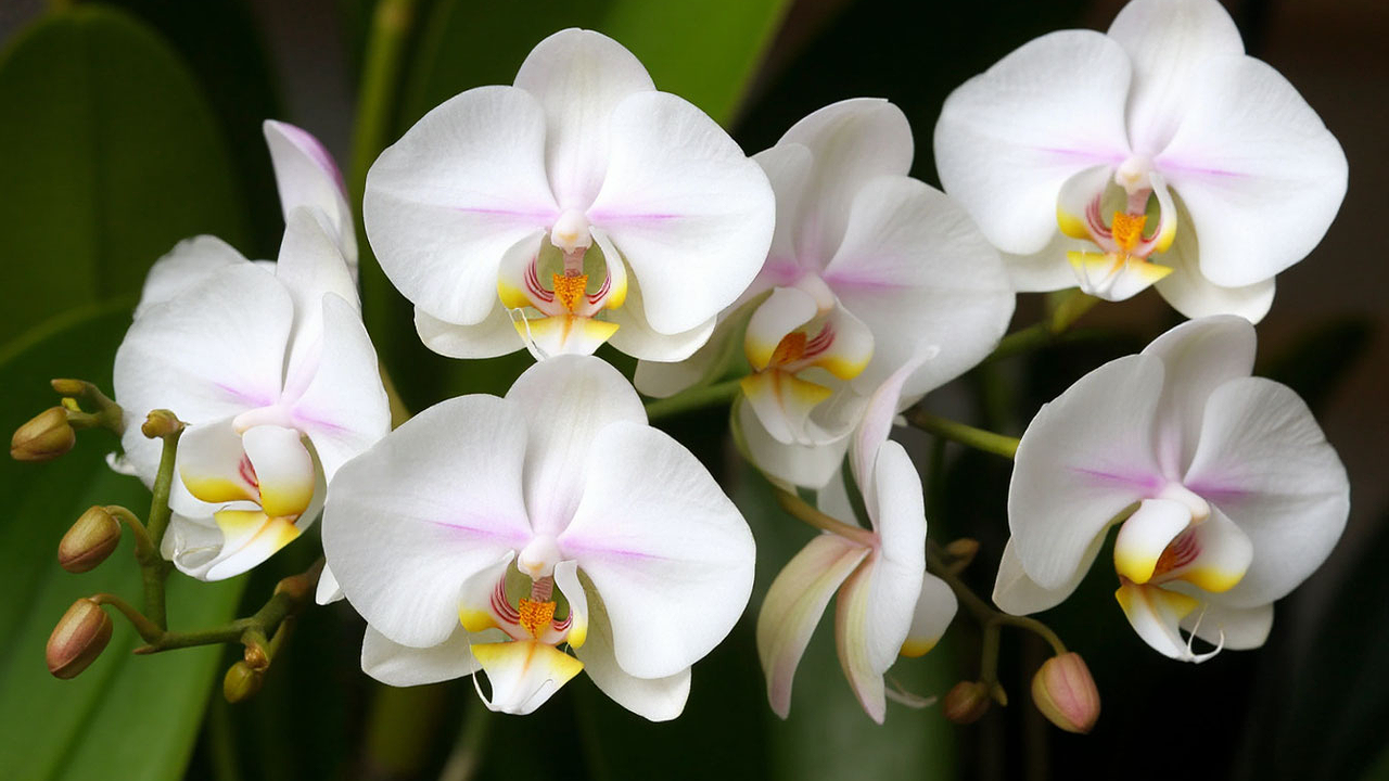 Главная картинка новости: В мае орхидея только этого и жаждет: 1 шт. в воду — и даже чахлый фаленопсис выдает цветоносы без остановки круглый год