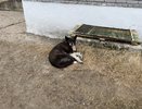В Усинске началась проверка по факту нападения собаки на детей