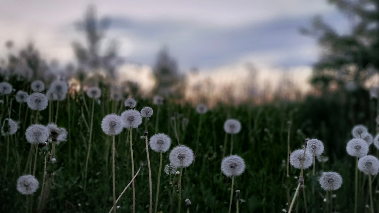 Главная картинка новости: Дачники, одуванчики не косить — 500 грамм на 10 литров — вот вам добротное средство защиты для клубники