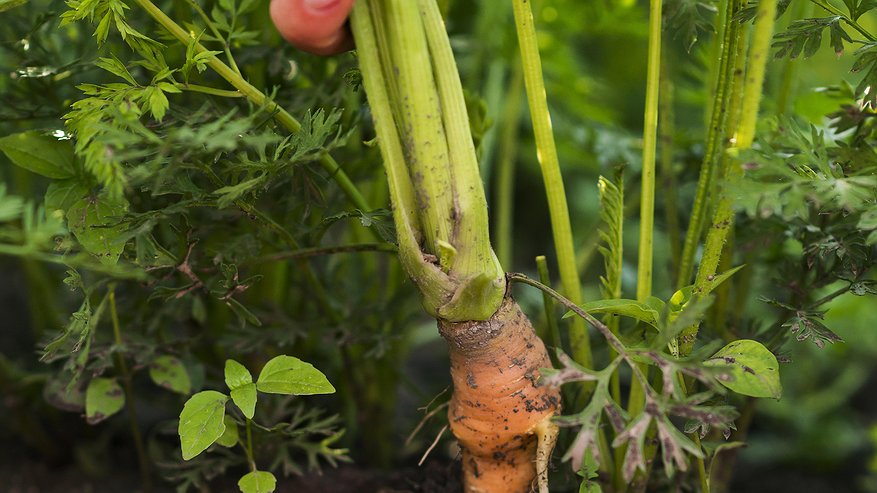 Главная картинка новости: Теперь морковка всегда всходит рано: дедушка нашептал, как сделать урожай в 3 раза больше