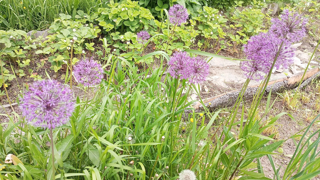 Главная картинка новости: С 1 по 10 мая чесноку — обязательно: 40 гр. в воду — и головки размером с дыню