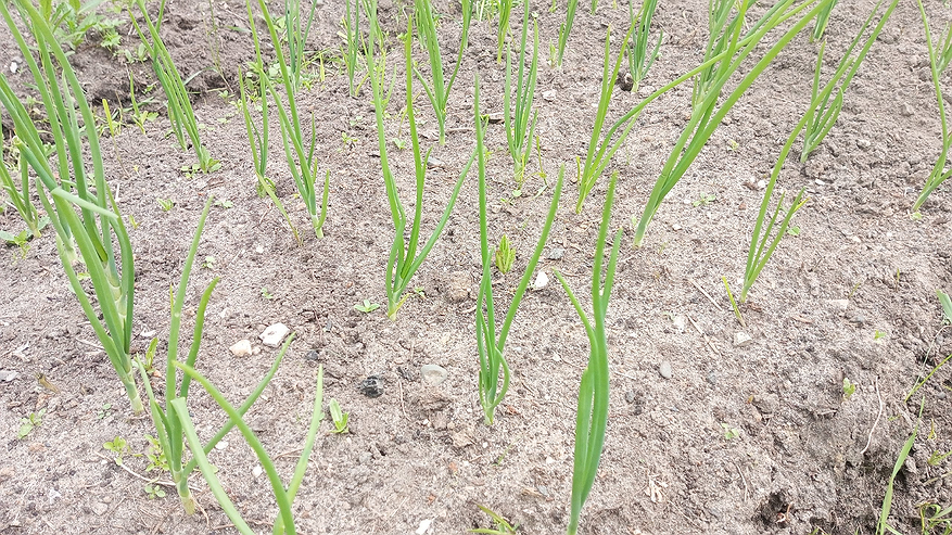 Главная картинка новости: Для увеличения луковиц чесноку — обязательно: смешиваем 3 ингредиента — и головки размером с кружку