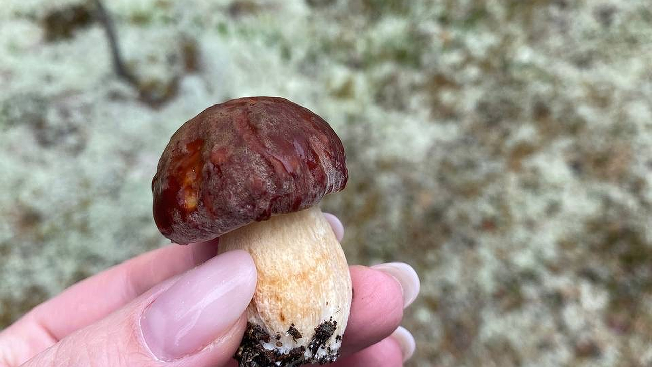 Главная картинка новости: Ученые назвали самый полезный гриб. Не шампиньоны, не сморчки и в разы полезнее лисичек