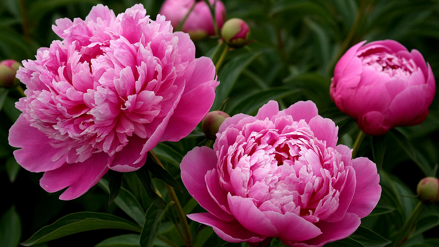 Главная картинка новости: Для пышноцветия пионам — обязательно: 1 л в ведро — и шапки размером с баскетбольный мяч