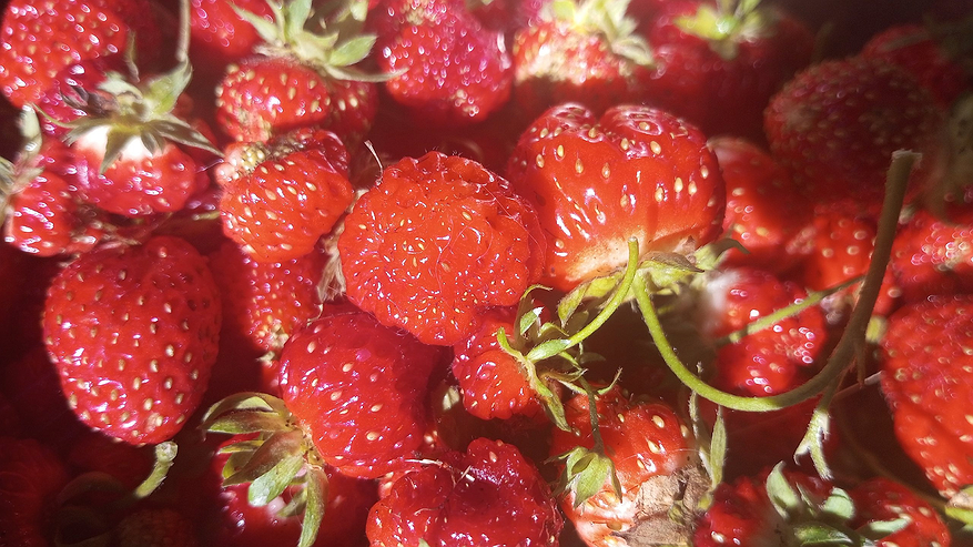 Главная картинка новости: Мучался с плохим урожаем клубники, пока не узнал пару секретов: в мае раскидываю такой порошок - собираю шикарный урожай