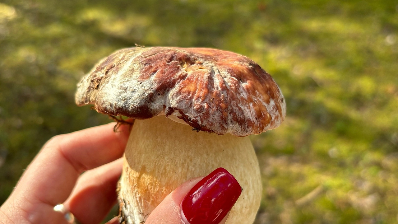 Главная картинка новости: Ученые назвали самый полезный гриб. Не шампиньоны, не вешенки и в разы полезнее груздей