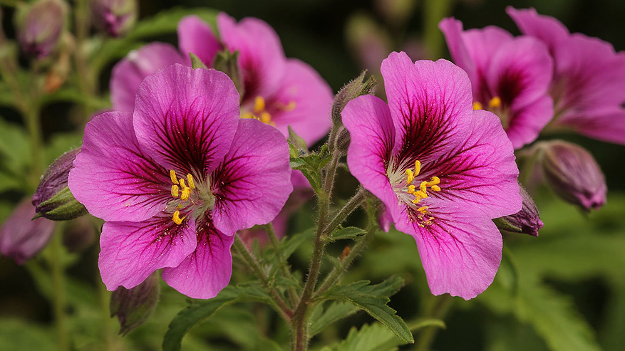 Главная картинка новости: Цветок-праздник на весь сезон: соцветия выглядят как тропические бабочки и радуют до самых морозов