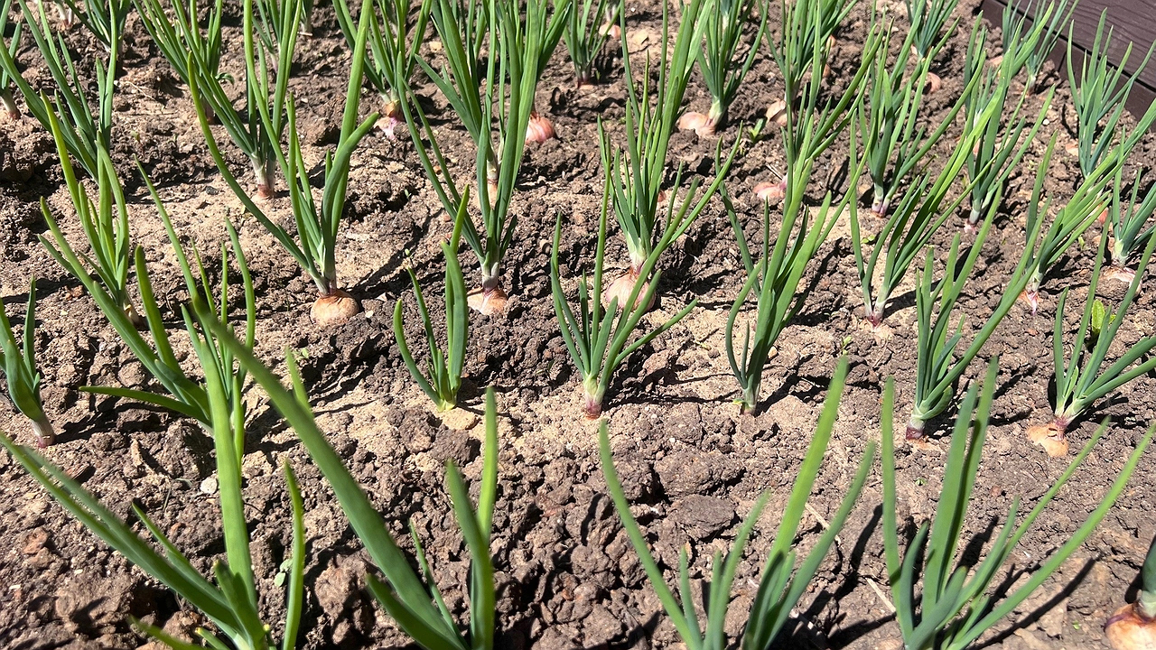Главная картинка новости: При посадке лука — обязательно: 1 щепотку в лейку — и головки растут размером с бейсбольный мяч, а перья не желтеют