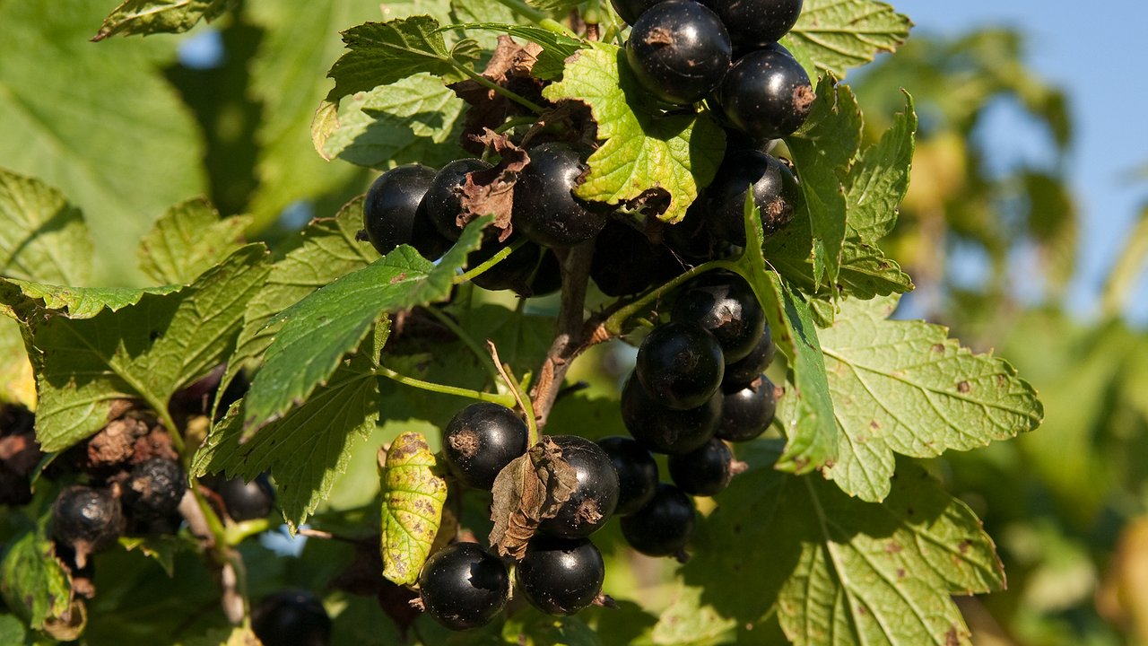 Главная картинка новости: Под куст смородины — обязательно: 3 майские подкормки — и сладкие и вкусные ягоды крупнее сливы