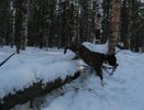 Житель Коми заплатит пенсионерке 120 тысяч за укус "беспризорной" лайки