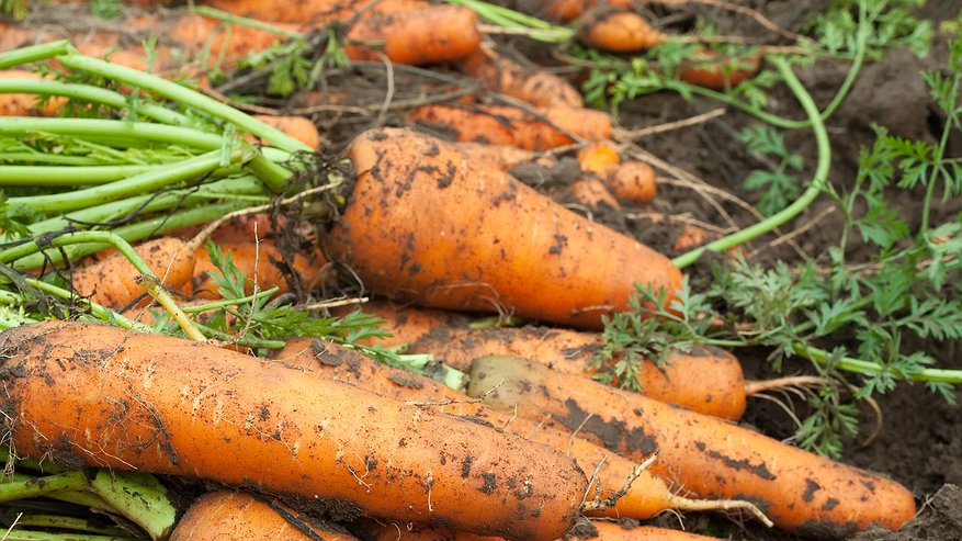 Главная картинка новости: Теперь морковка всегда всходит рано: дедушка дал давно забытый совет, как сделать урожай в 3 раза больше