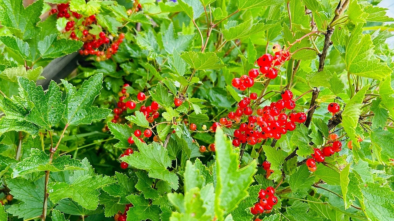 Главная картинка новости: Эта ягода самая вредная: а мы едим ее как деликатес, еще и детям предлагаем