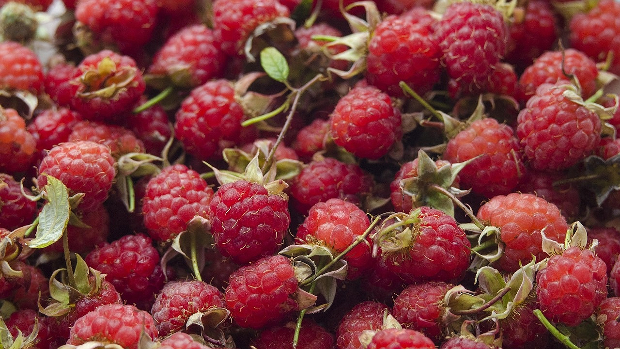 Главная картинка новости: Эта ягода очень вредная: а мы едим ее каждый день как деликатес, еще и детям даём