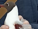 В Коми мужчина спас раненую чайку от неминуемой гибели