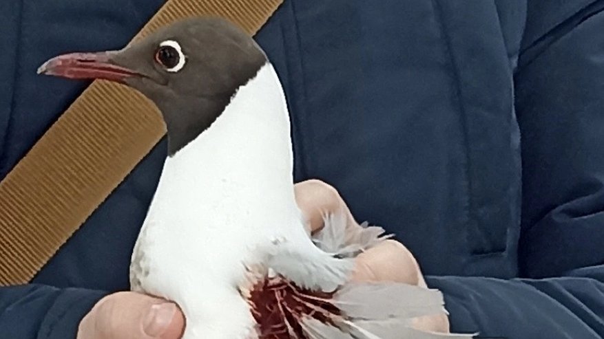 Главная картинка новости: В Коми мужчина спас раненую чайку от неминуемой гибели