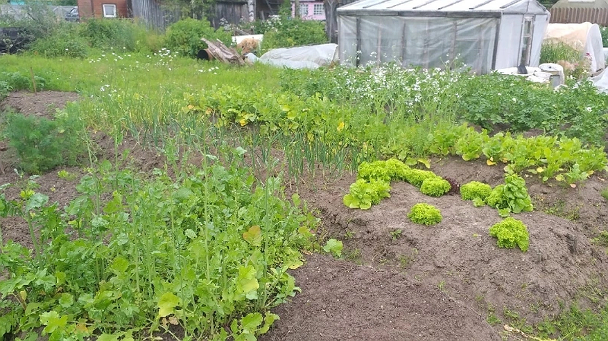 Главная картинка новости: 3 ст. л. — и листья чеснока никогда не пожелтеют: еще и головки размером с арбуз — хоть на выставку отвази