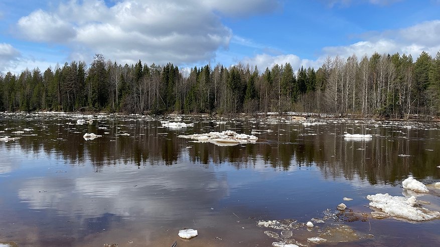 Главная картинка новости: Печора выходит из берегов: уровень воды стремительно растет