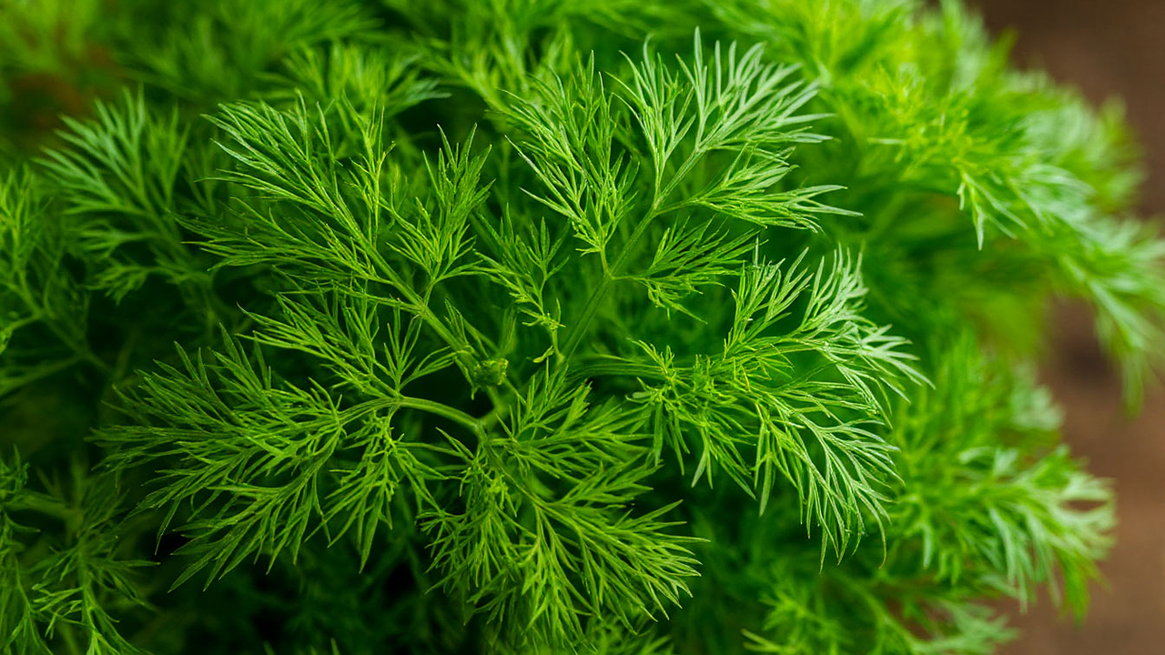 Главная картинка новости: Укроп ращу только так - бабушкин метод: станет густым и сочным всего за 3 дня