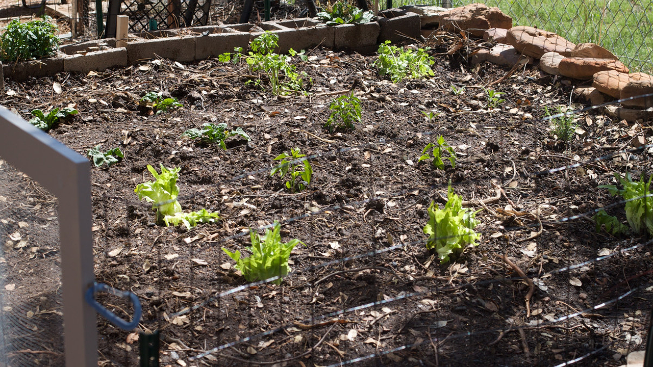Главная картинка новости: Чеснок в мае умоляет ему помочь: три простых подкормки для богатого урожая