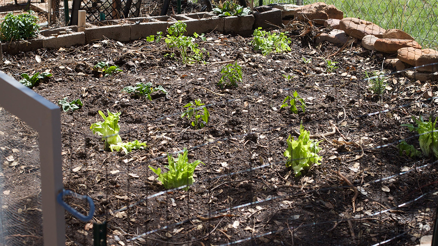 Главная картинка новости: Чеснок в мае умоляет ему помочь: три простых подкормки для богатого урожая