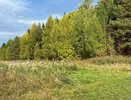 В Коми зазеленеют новые леса: "Древо жизни" подарило региону полмиллиона сеянцев