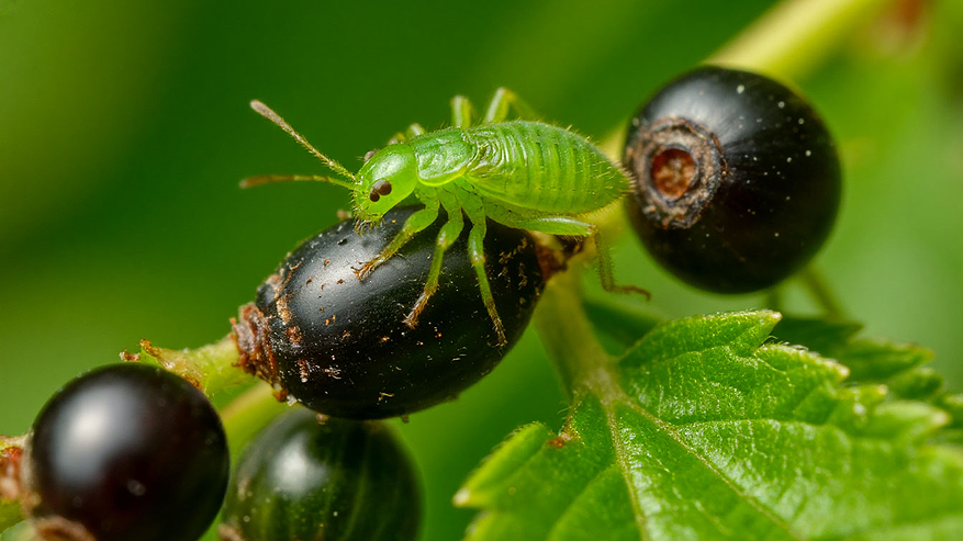 Главная картинка новости: Брызгаем на смородину — все лето от тли бед не знаем: вырастает гора крупных сладких и сочных ягод